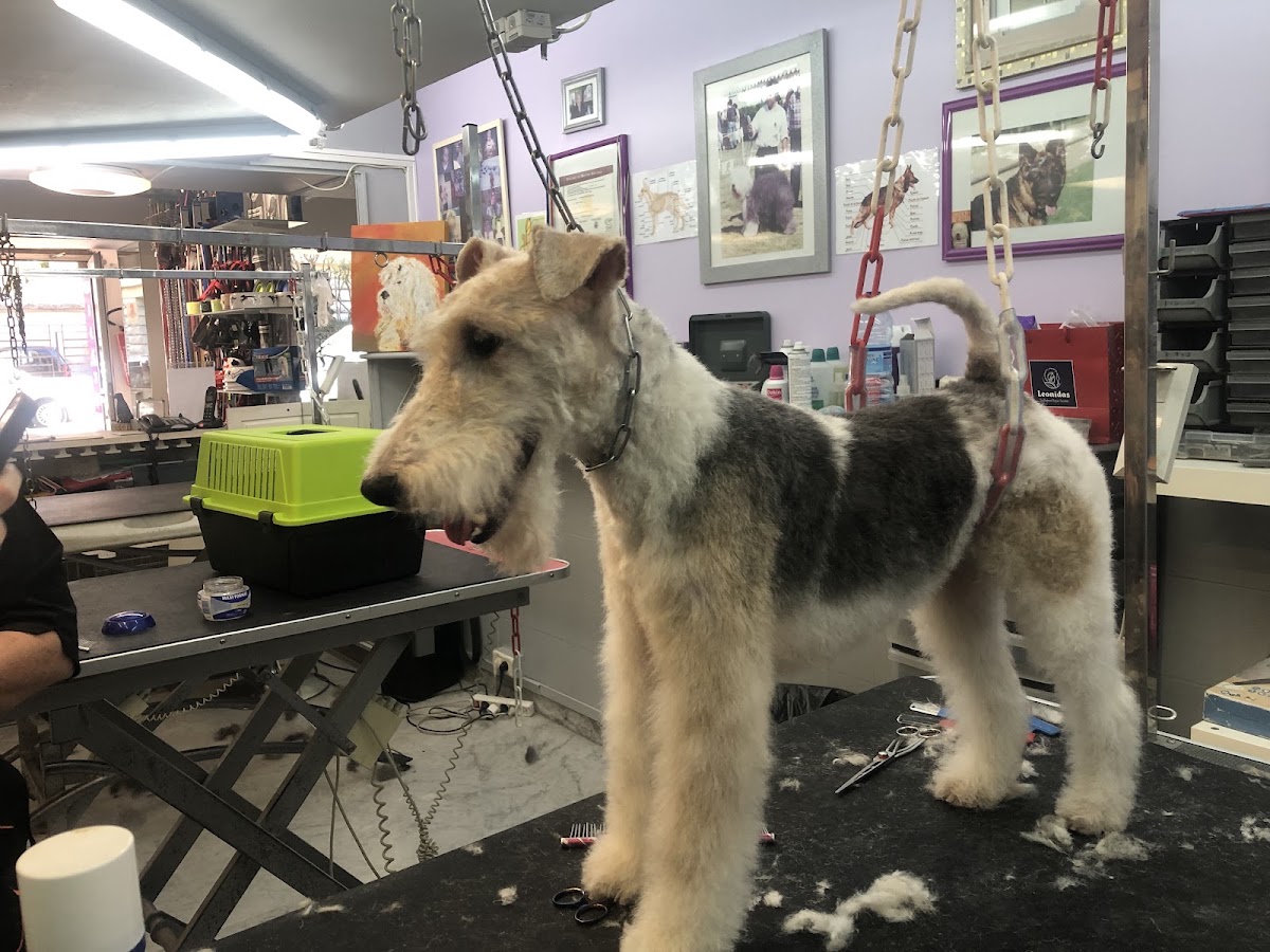 Academy des chiens