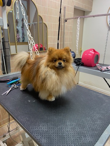 Amour De Chien