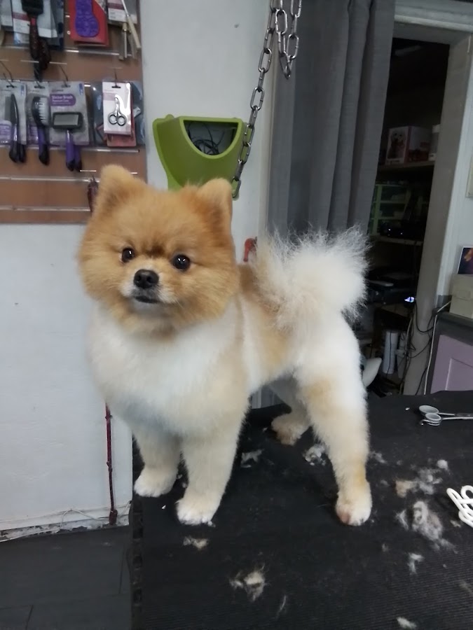 Ami Chien