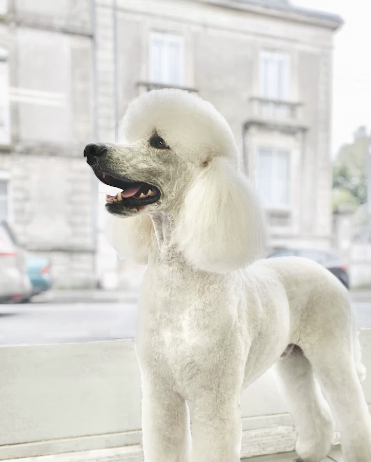 STYL CANIN
