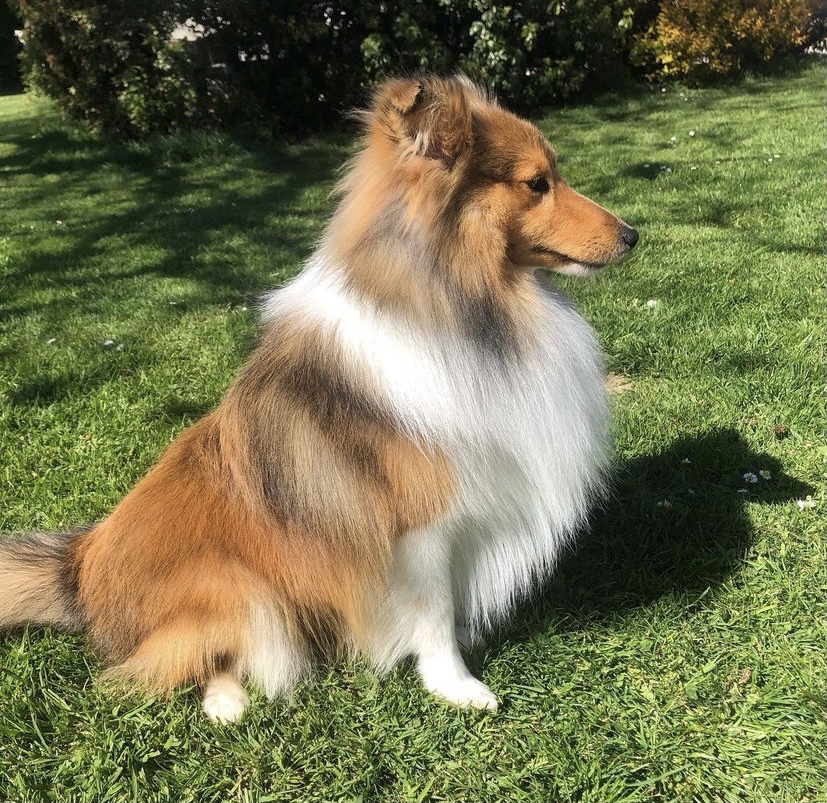 A L' Eau Les Chiens