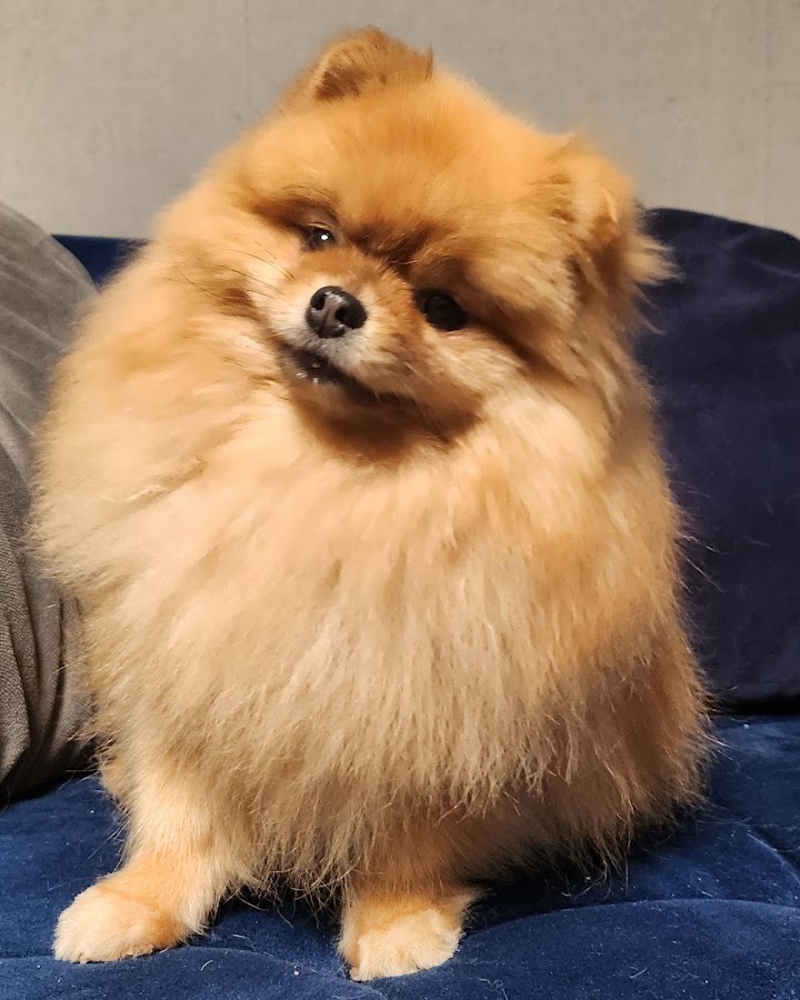 Au Chien Beauté - Toilettage professionnel