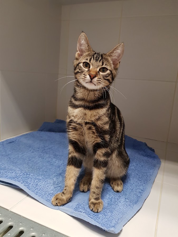 Clinique Veterinaire St Antoine