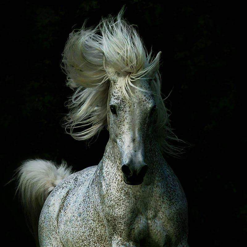Équithérapie / Médiation équine / Psychothérapie avec le cheval / A PSYCHOLOGUE A LYON