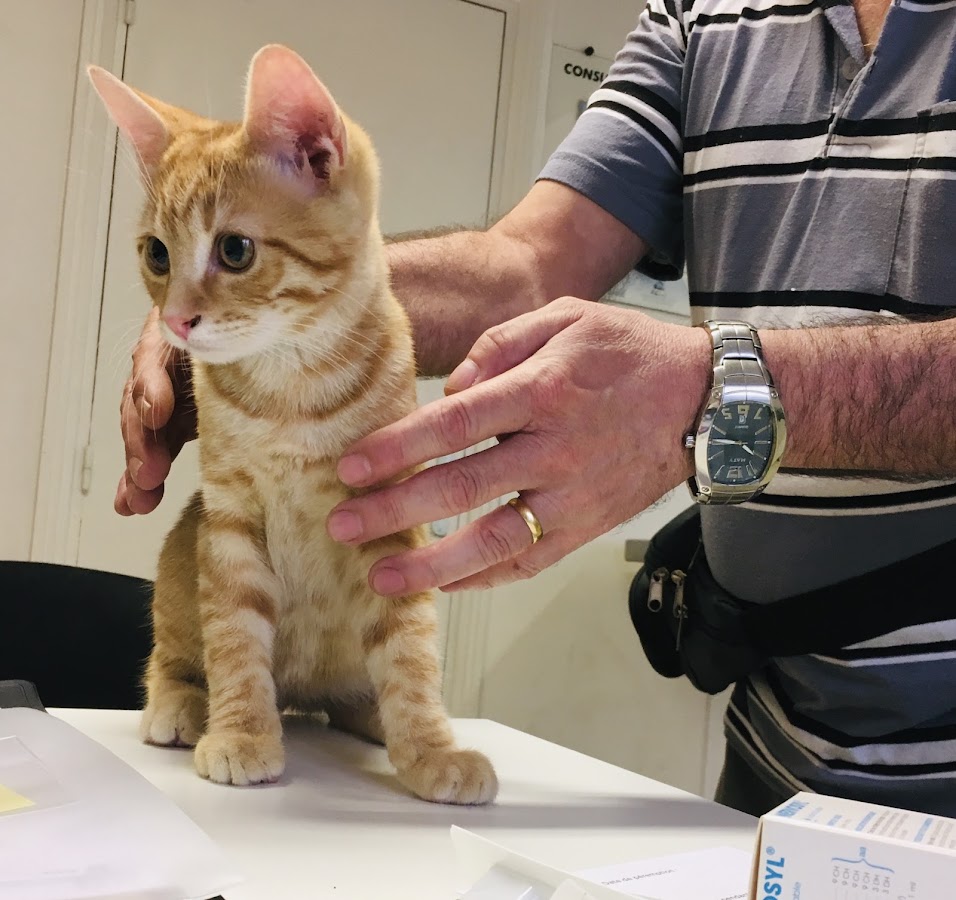 Clinique Veterinaire Univet Sarcelles