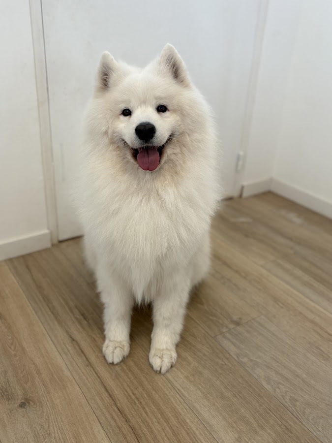 Majestic Dog
