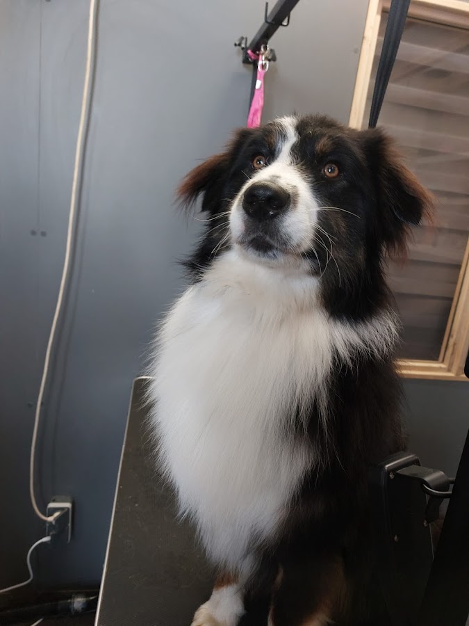 L'Atelier Canin Seyssins