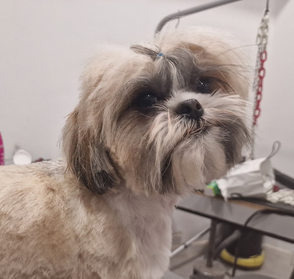 Bon Chic Bon Chien Salon De Toilettage