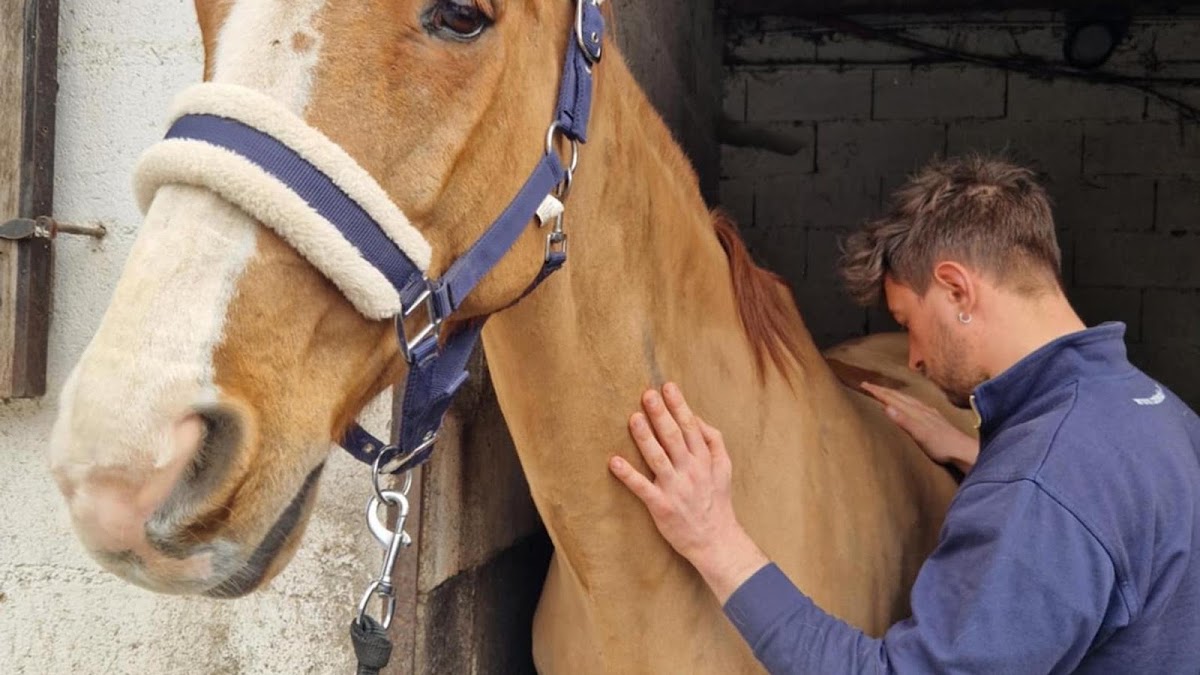 Kévin Devidal Ostéopathie Animale - OA2184