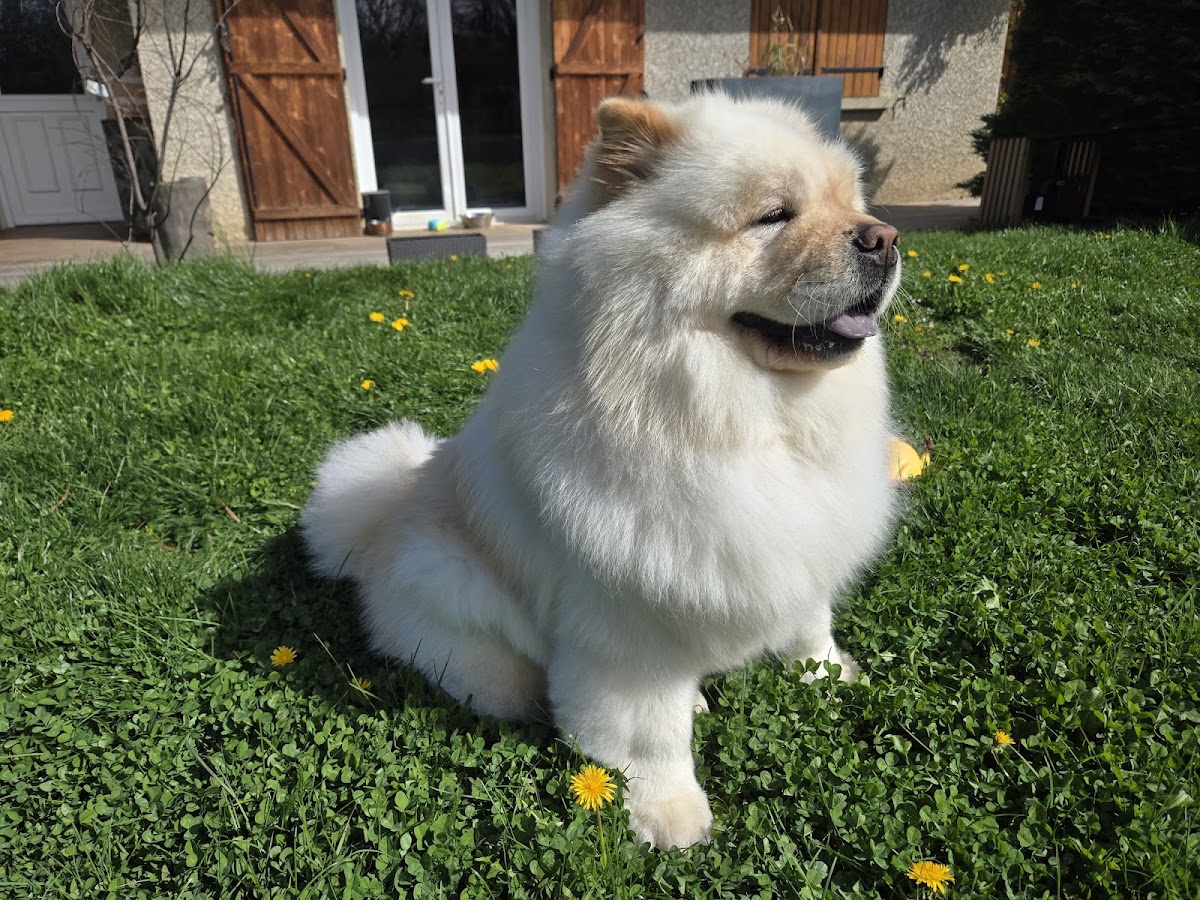 Doggymousse