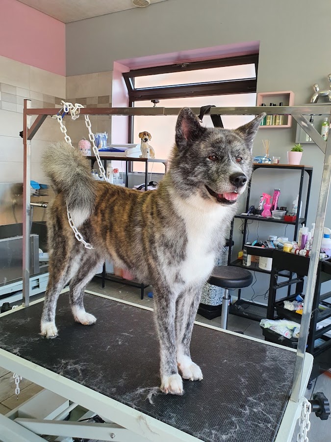 Salon de toilettage NEW DOG
