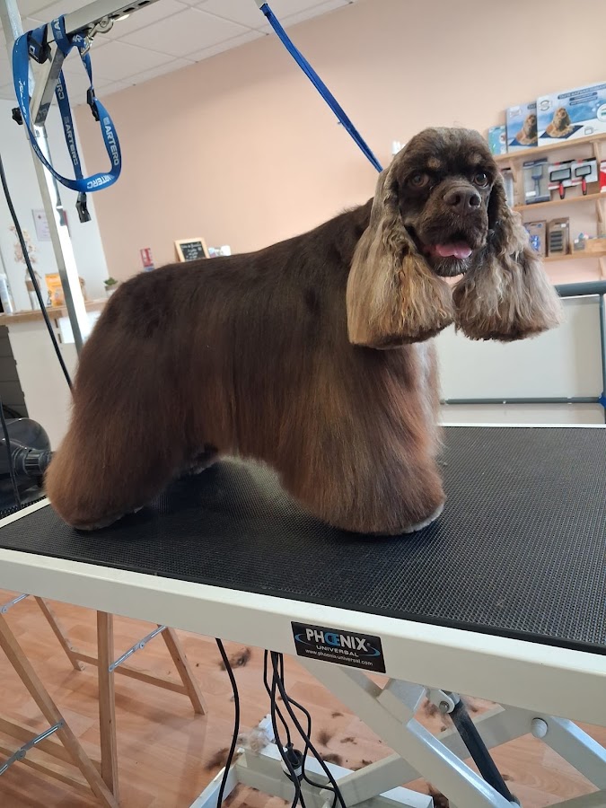 Esthetic Doggy Aurillac