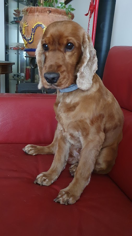 Happy Dog