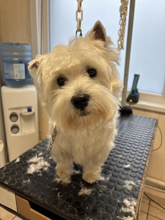 Au Chien Chic