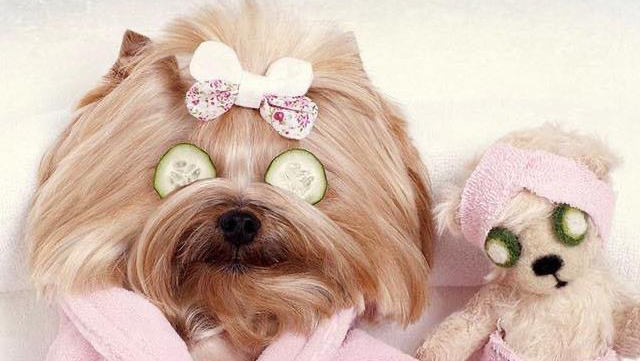 Beauty Dog Toilettage