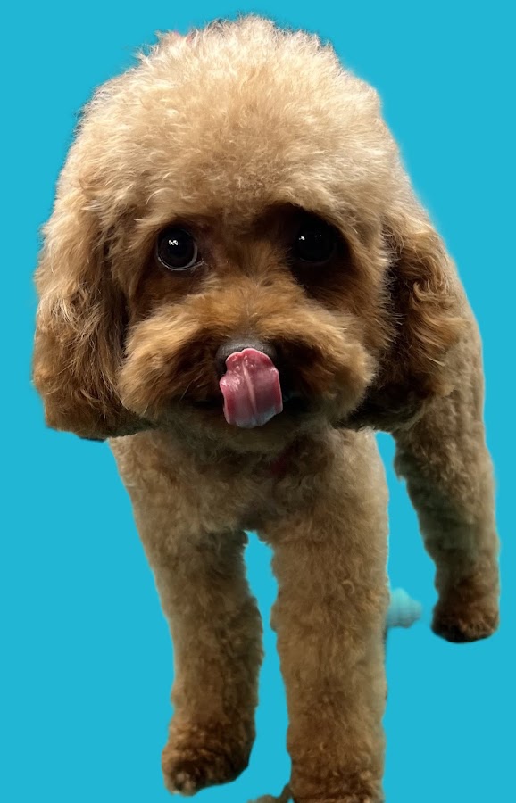 Etoile Canine - WashDog Paris - Salon de toilettage & Lavage self service 7j7