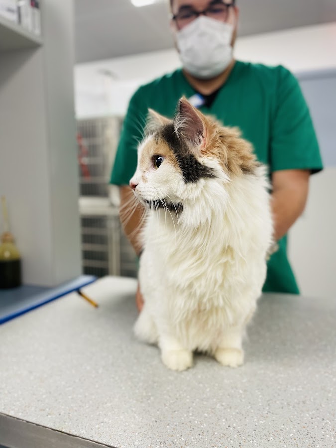 Vet-Urgentys OUEST | Urgence Vétérinaire de Garde Toulouse