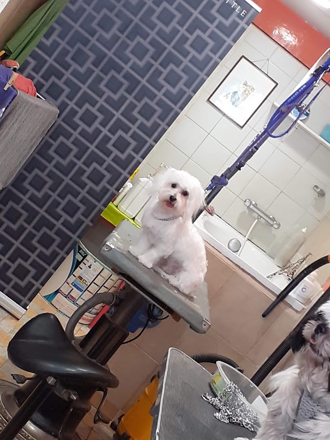 Las Canin