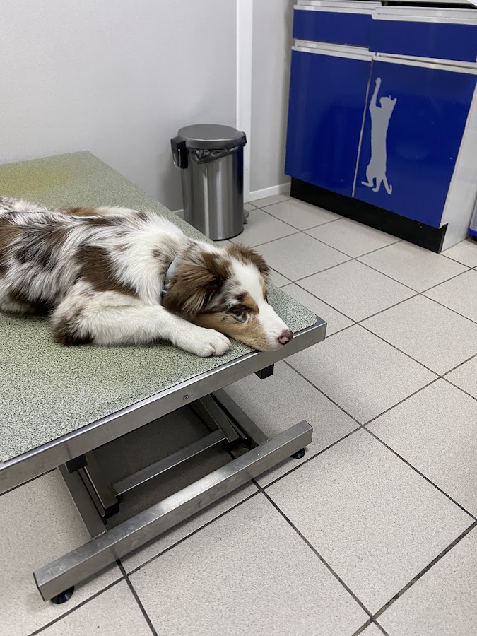 CLINIQUE VETERINAIRE GUILLOTIERE