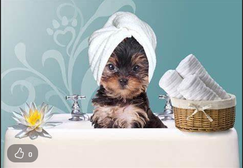 Doggy Coiff'