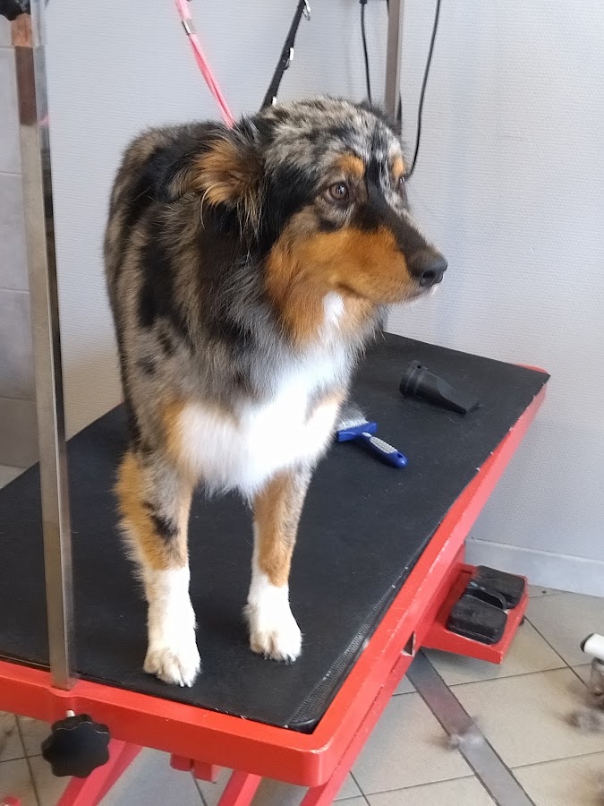Lady Yumé