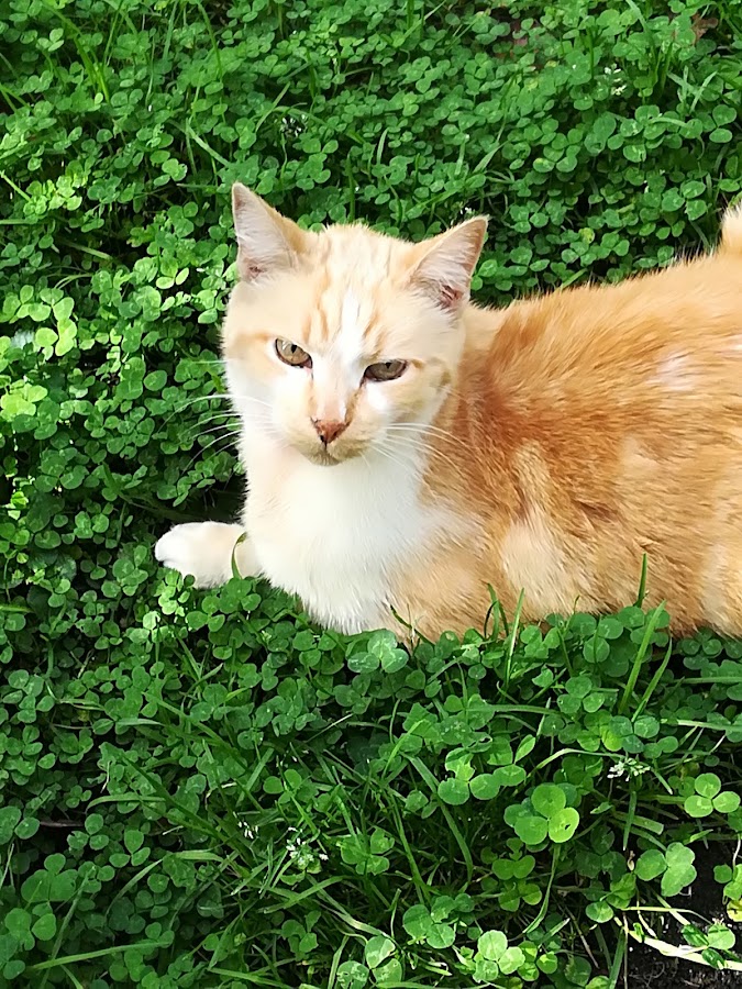 Dispensaire de la Fondation Assistance aux Animaux à Bordeaux