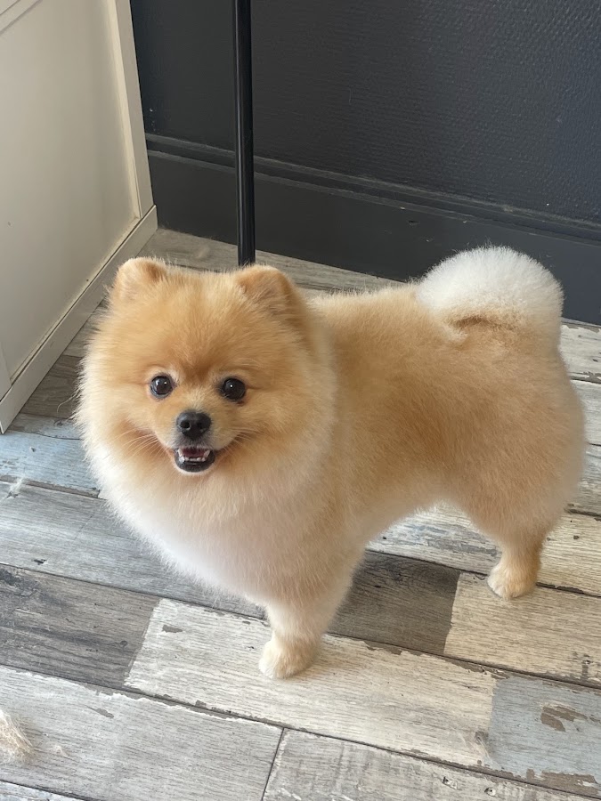 Le Barbier de ces Chiens