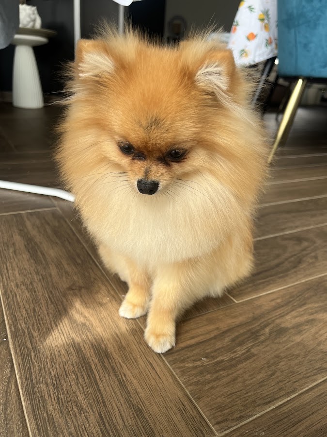 A'mour de Chien