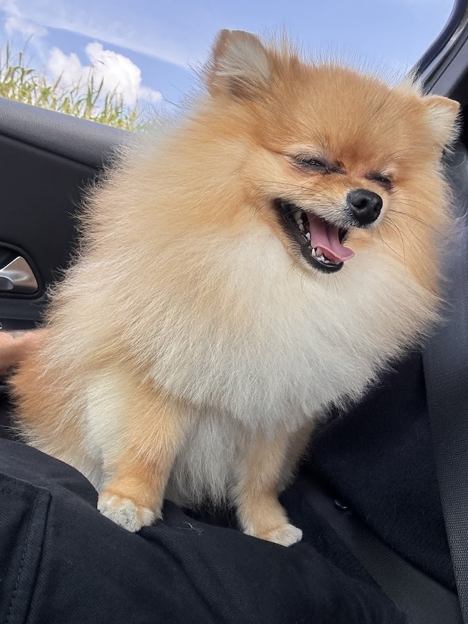 A'mour de Chien