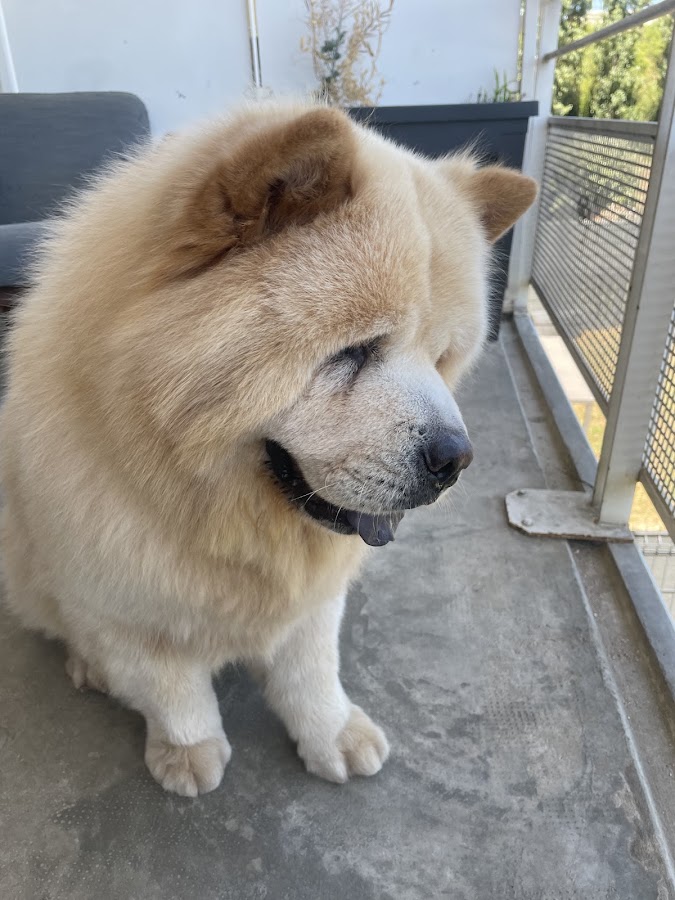 Le Chien Roux