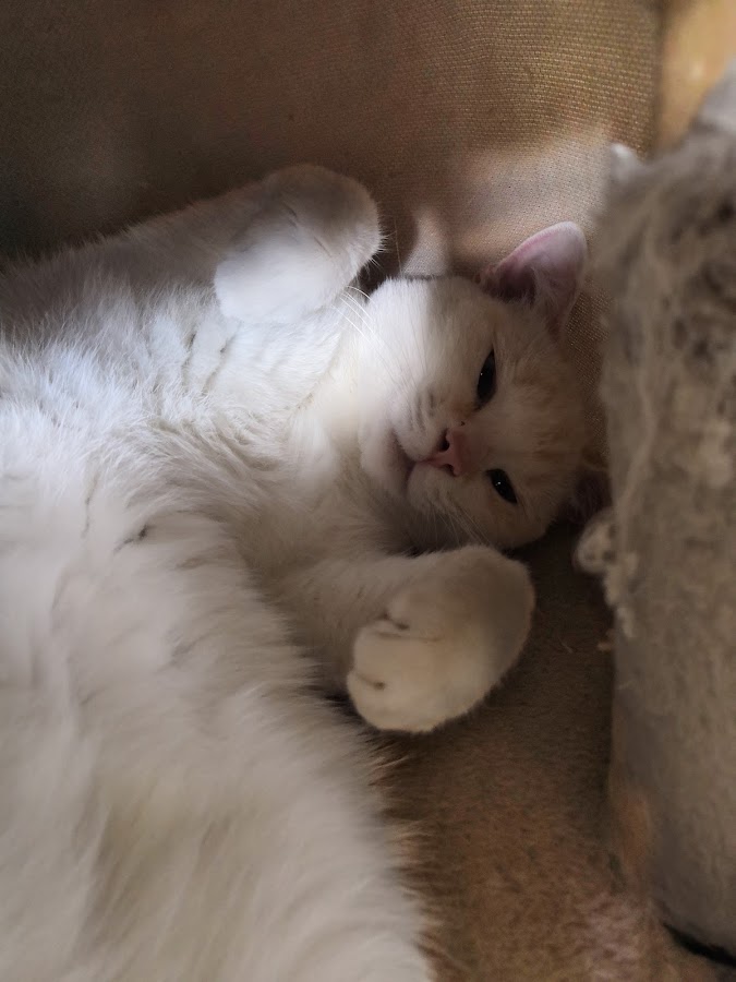 Clinique Veterinaire Les Cedres