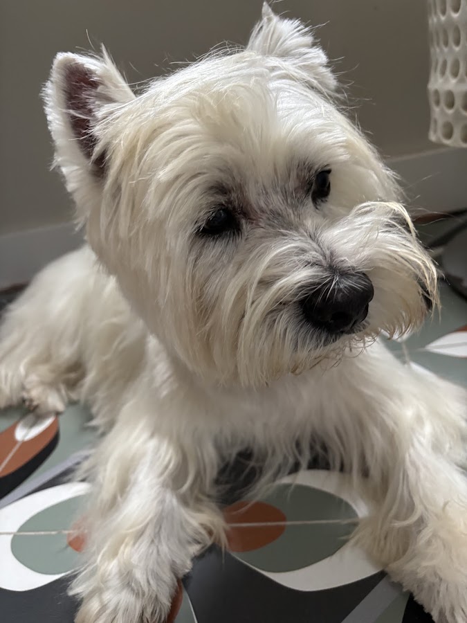 Chic Canin