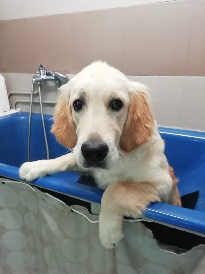 Profil Canin