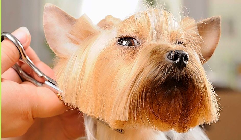 L ALLIANCE CANINE