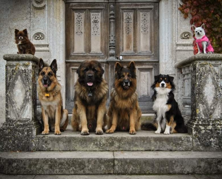 Toilettage Pattes de Stars