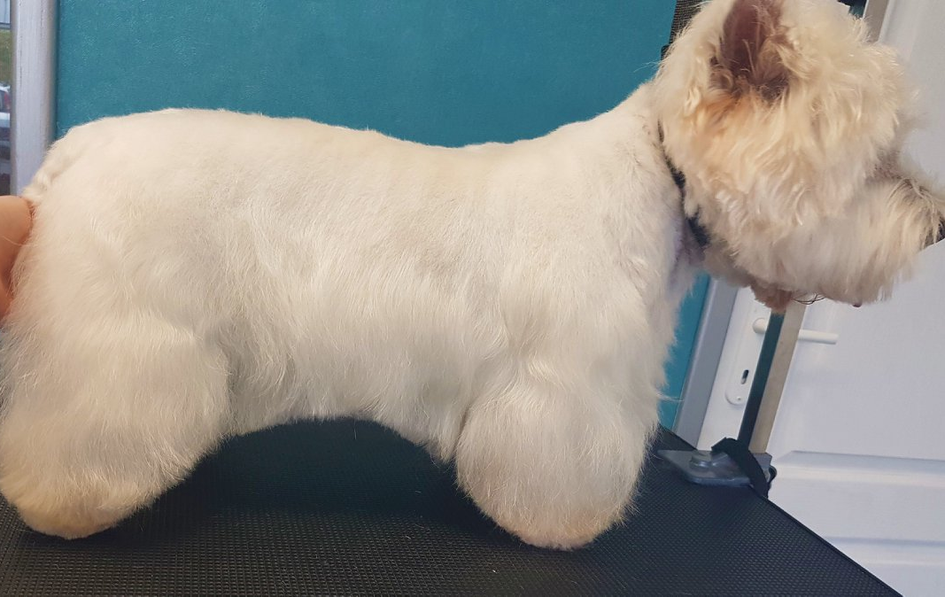 L'atelier Chiens & Chats Toilettage