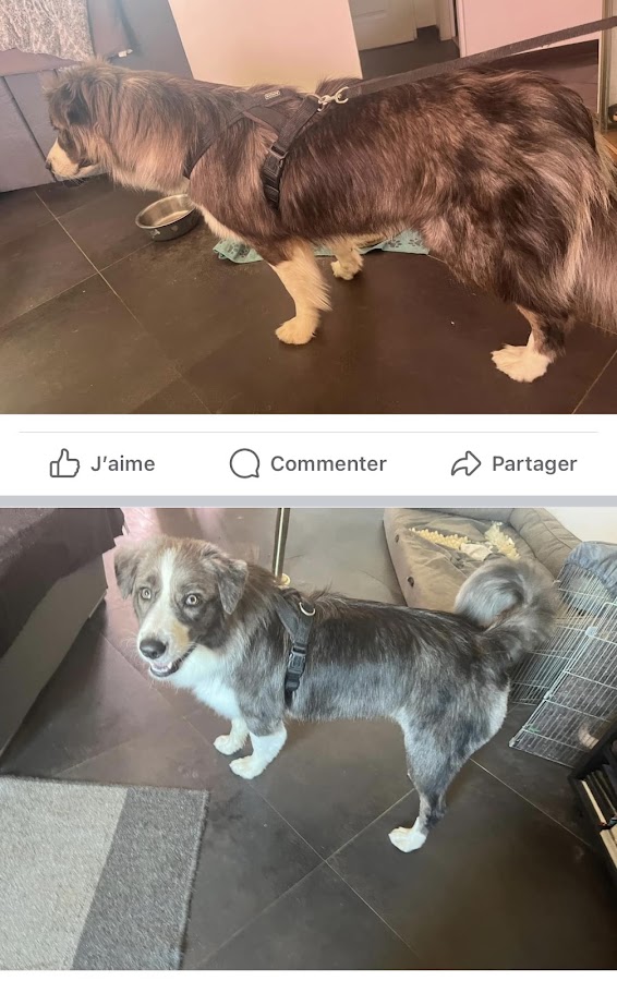 Thyf aux poils