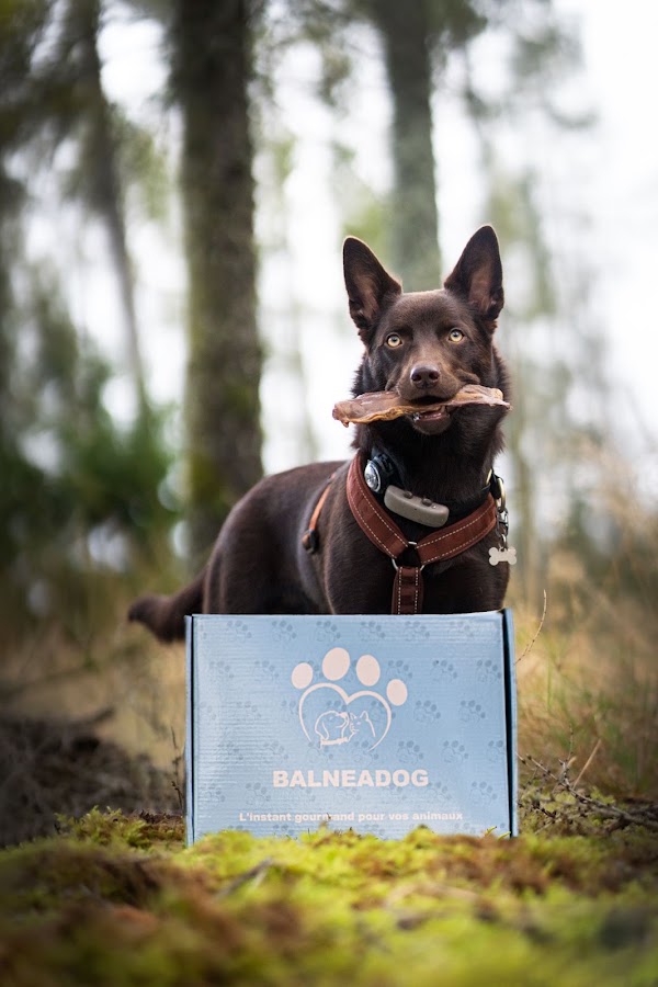 Balneadog