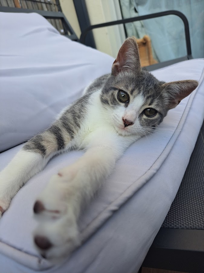 Vet-Urgentys EST | Urgence Vétérinaire de Garde Toulouse
