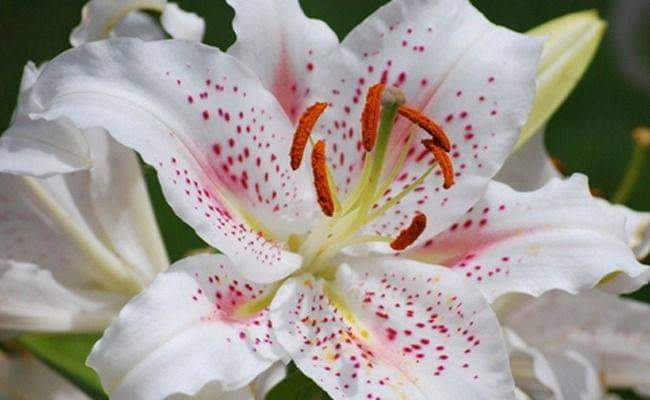 Lys Beauté