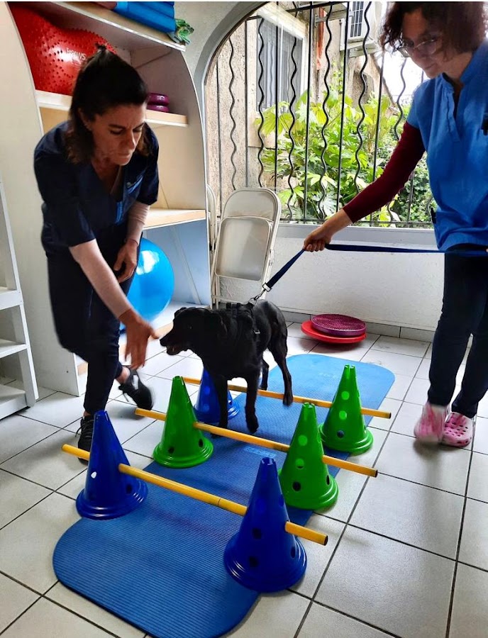 Clinique vétérinaire Univet Montpellier - Millénaire