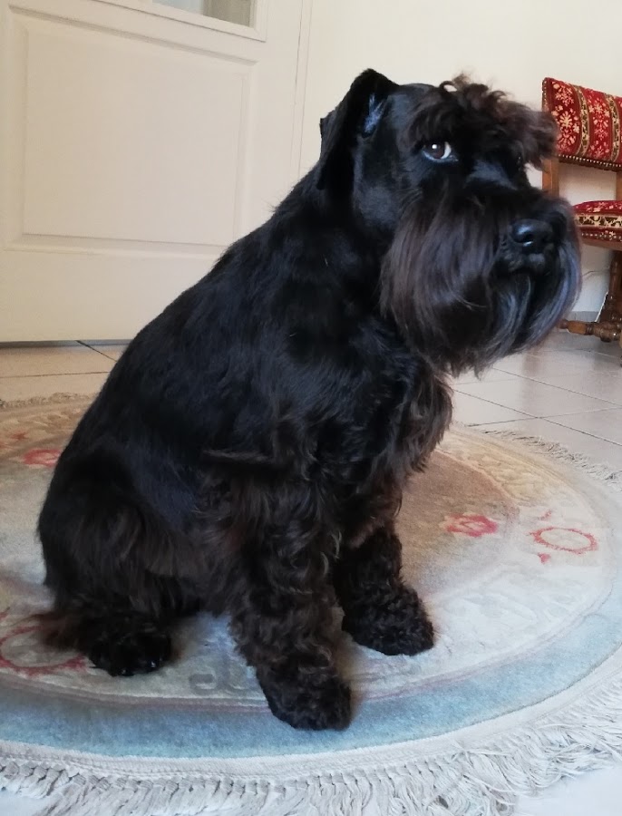 Privilèges Canin
