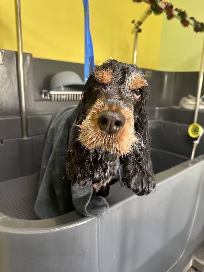 Animals Wash