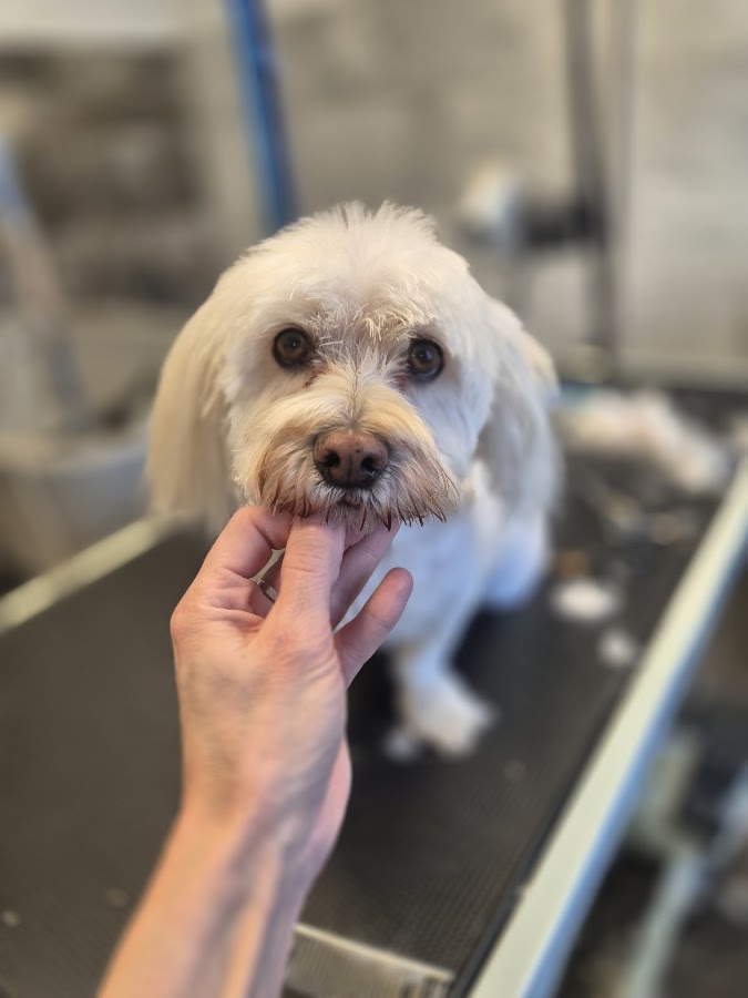 Chien beauté Tullins (Sur Rendez-vous)