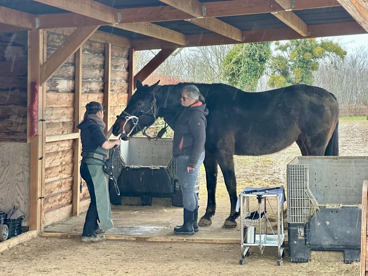 Diane de Reinach-Hirtzbach - Dentisterie Equine - Technicien Dentaire Equin Dijon