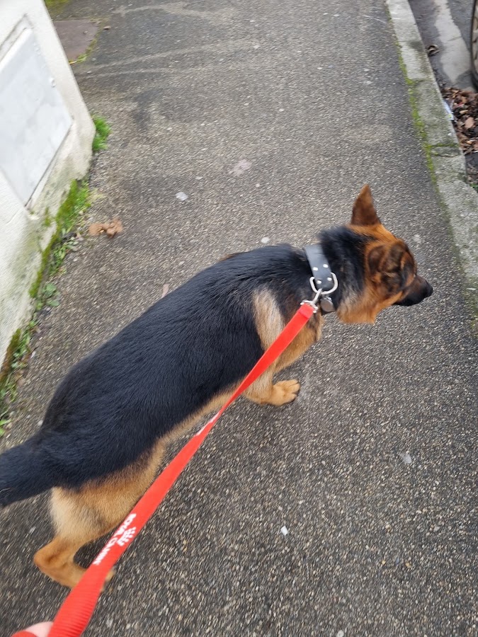 LES ANNEES CHIENS