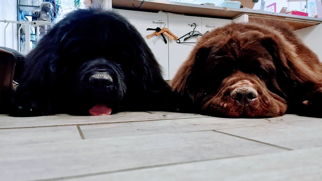 Cab'Hochard (Salon de Toilettage Canin)