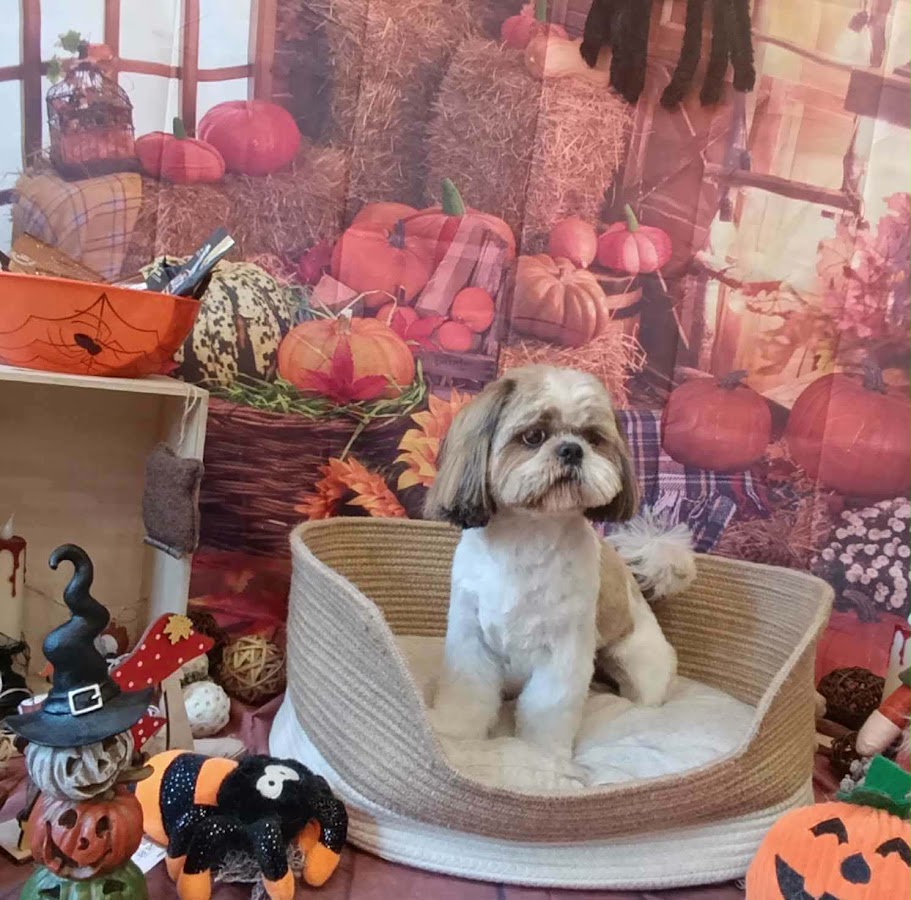 Dogappy toilettage en salon