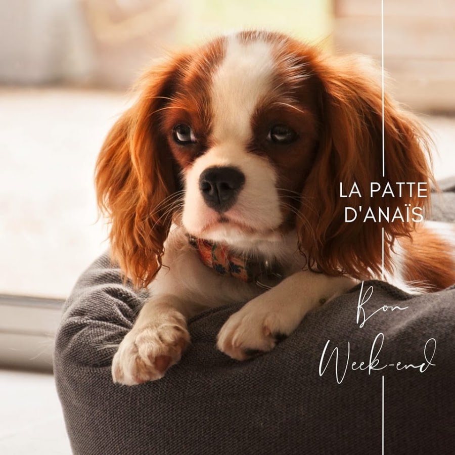 La Patte D'Anaïs