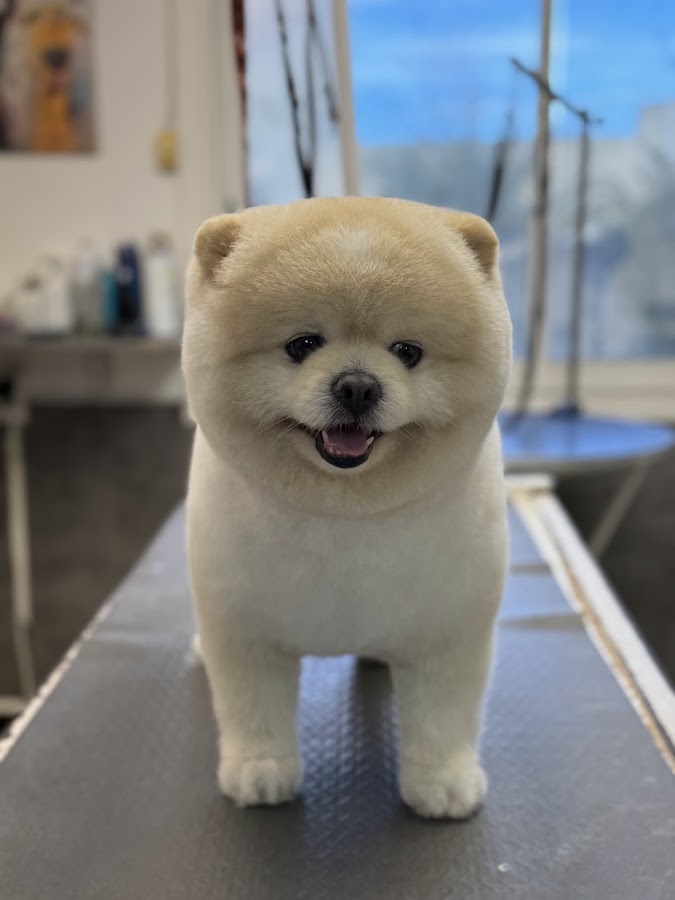 Le Salon du Chien